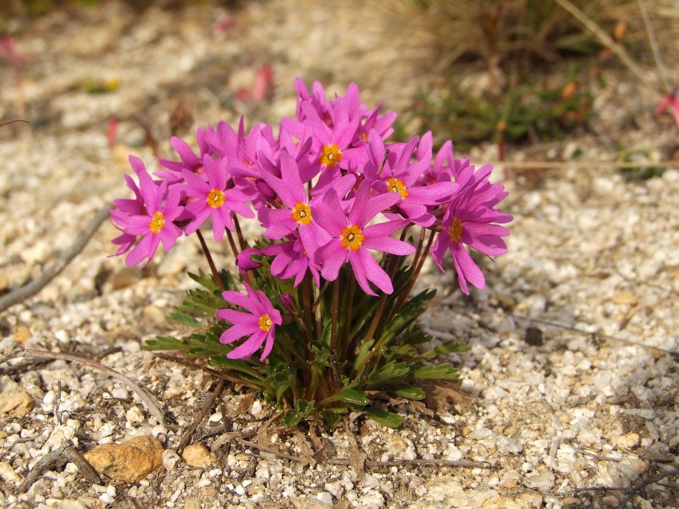 Изображение особи Primula cuneifolia.