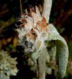 Stachys cretica