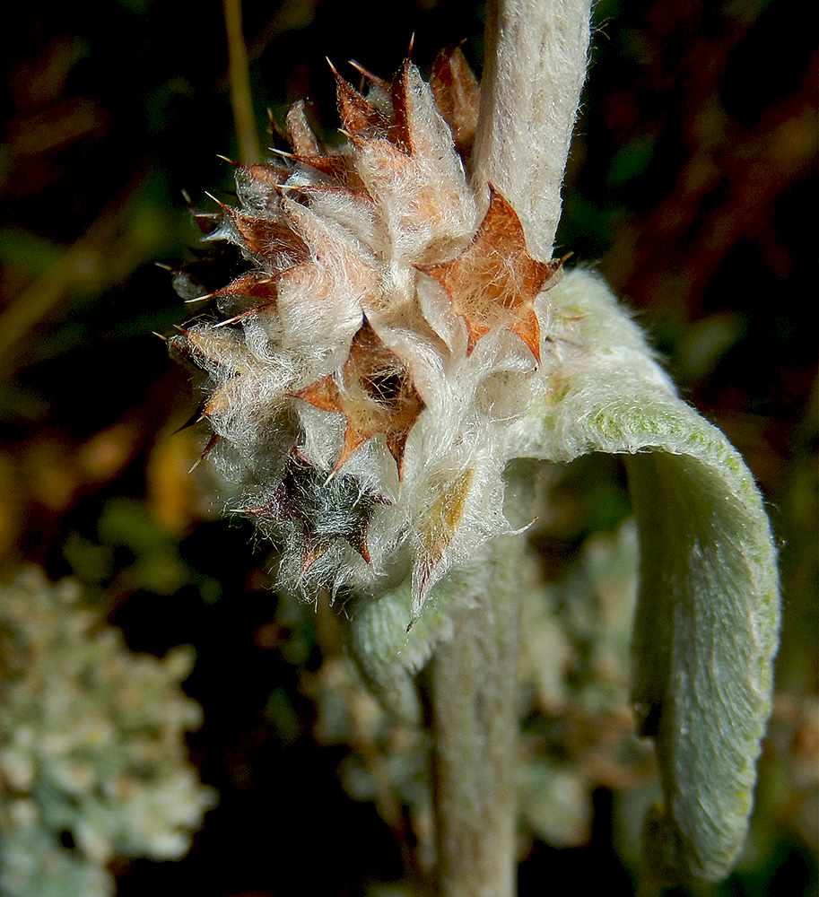 Изображение особи Stachys velata.