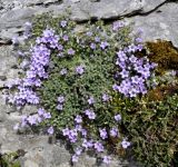 Campanula rupestris