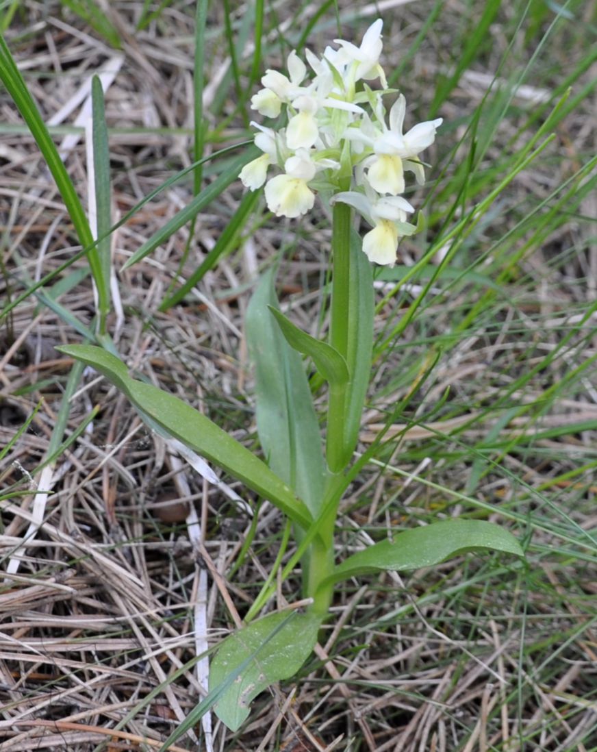 Image of Dactylorhiza sambucina specimen.