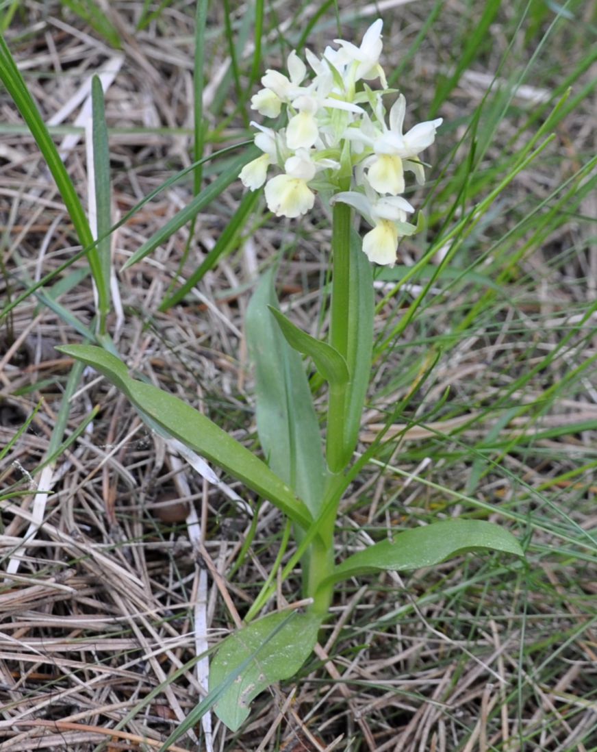 Изображение особи Dactylorhiza sambucina.