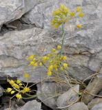 Allium flavum