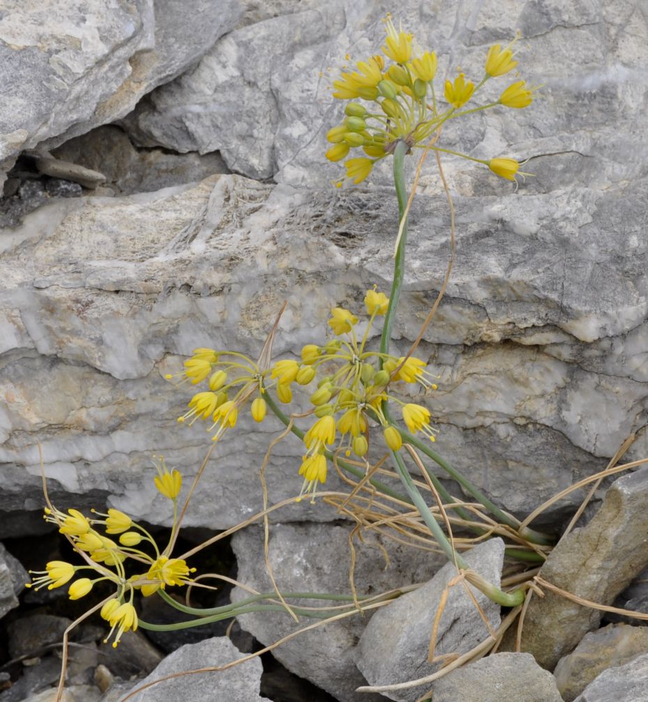 Изображение особи Allium flavum.