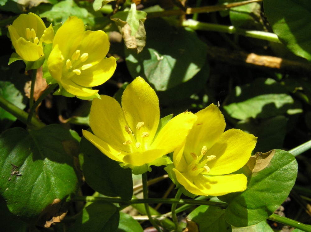 Изображение особи Lysimachia nummularia.