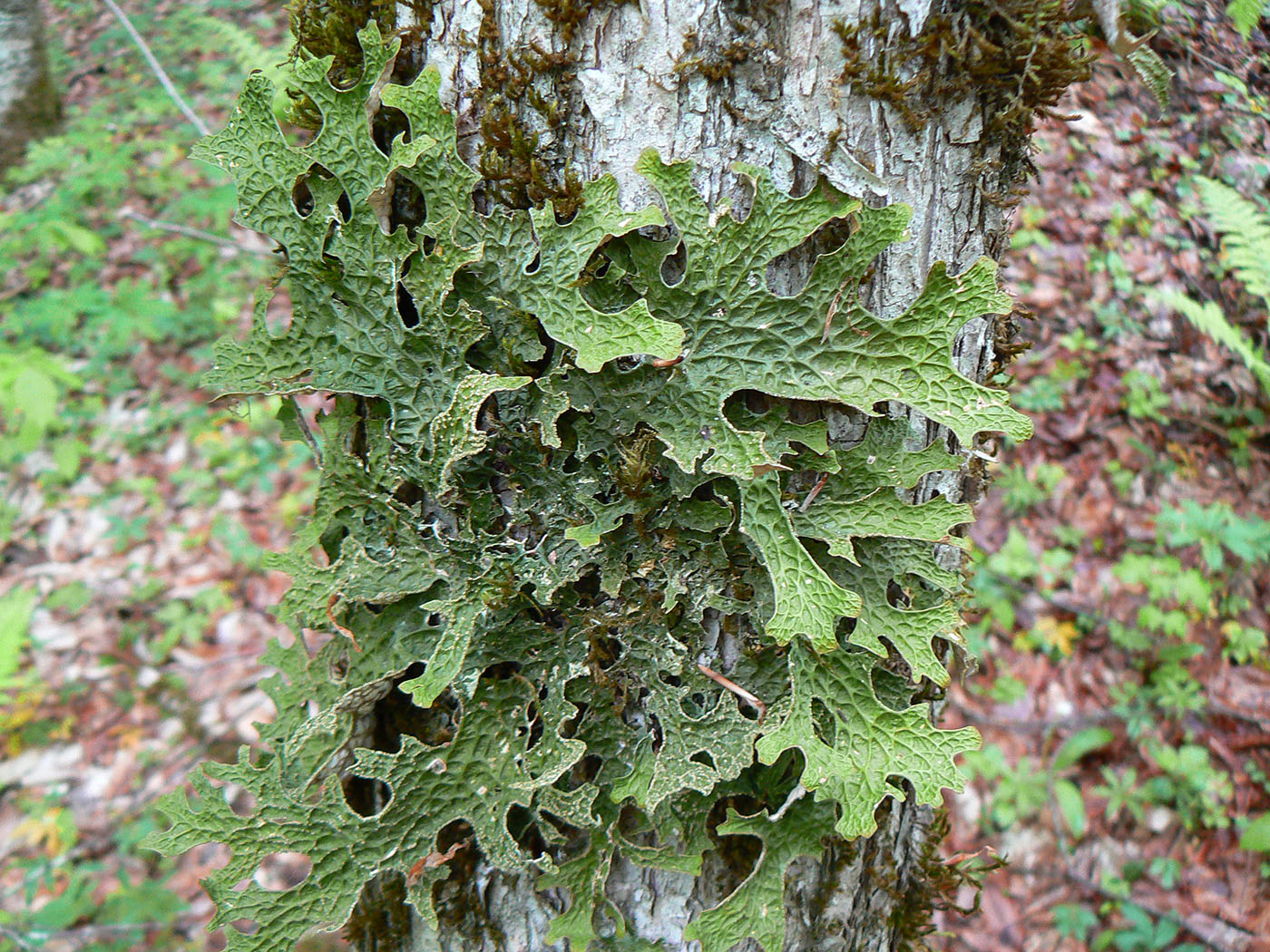 Изображение особи Lobaria pulmonaria.