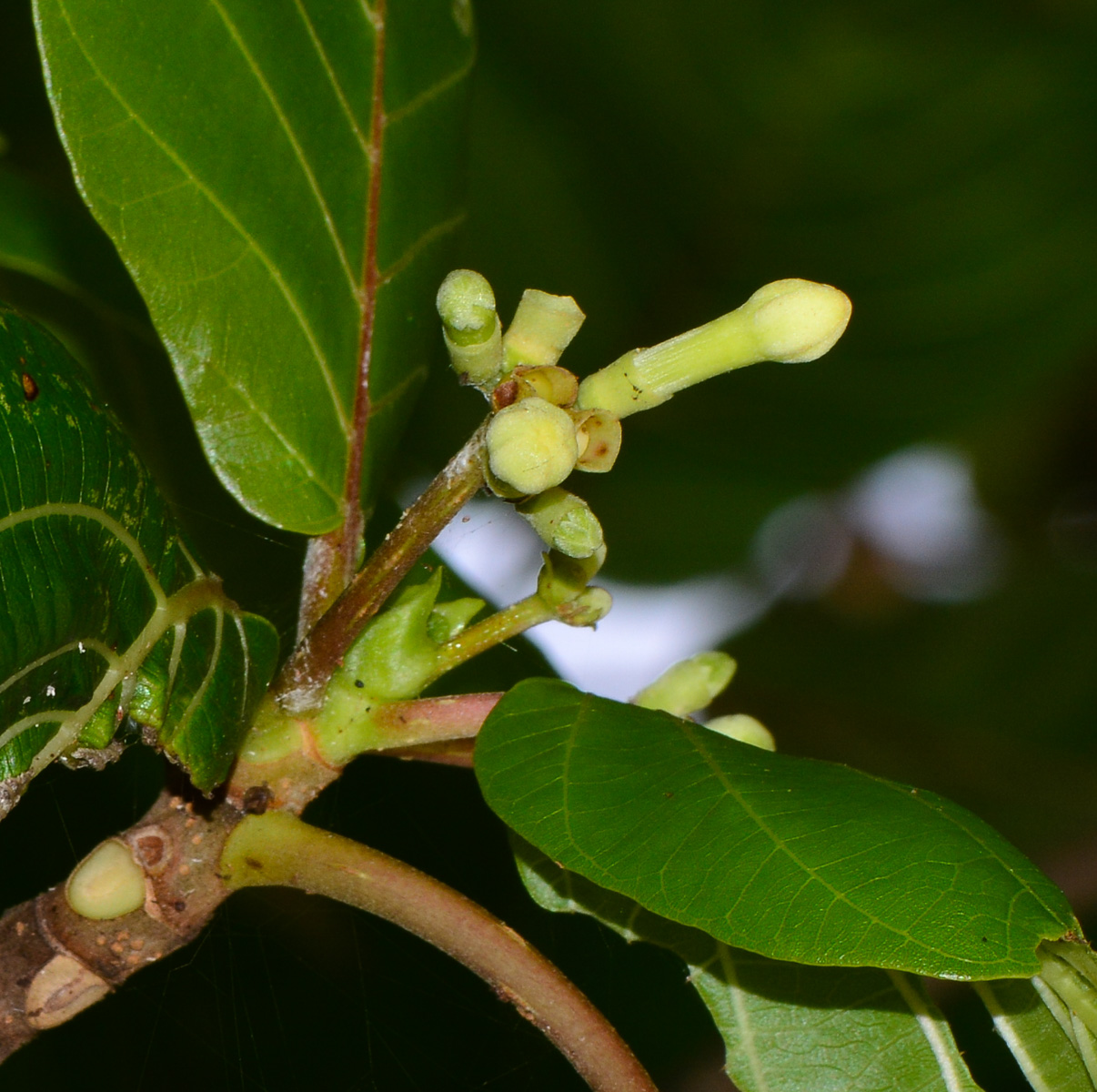 Изображение особи Guettarda speciosa.