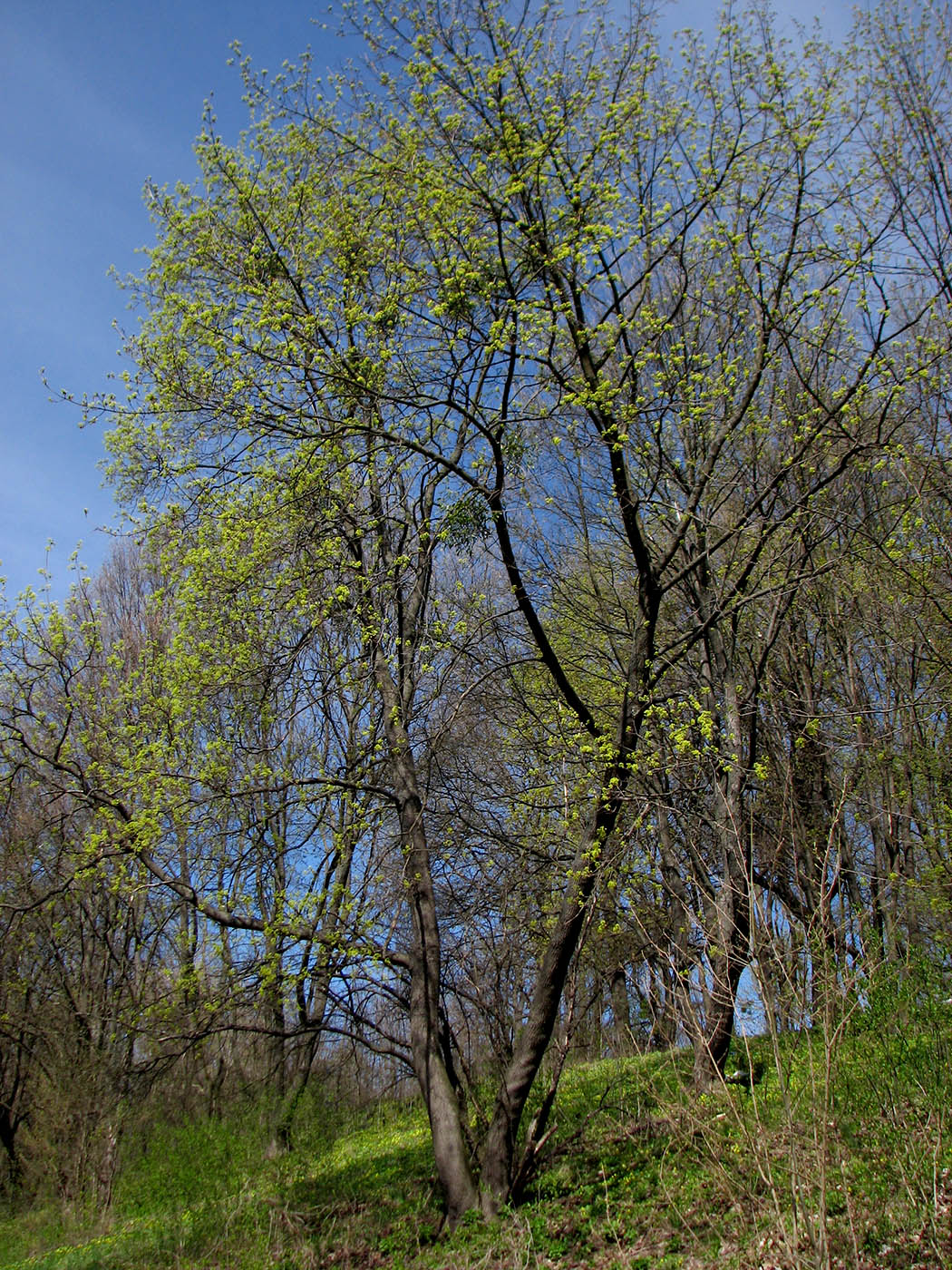 Image of Acer platanoides specimen.