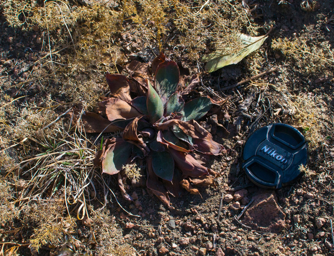 Изображение особи Goniolimon speciosum.