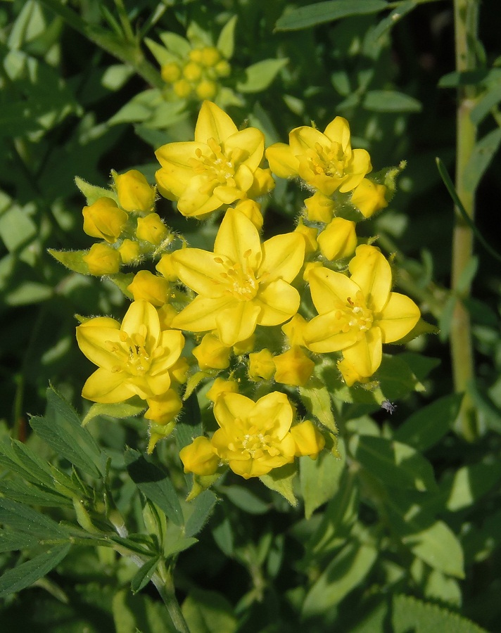 Image of Haplophyllum suaveolens specimen.