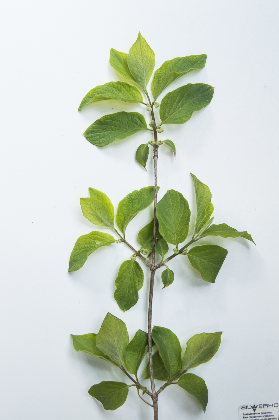 Изображение особи Lonicera xylosteum.