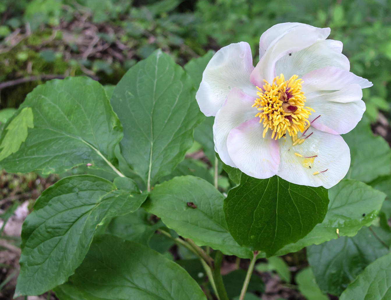 Изображение особи Paeonia &times; litvinskajae.