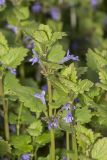 Glechoma hederacea. Верхушки побегов с соцветиями. Саратов, Октябрьское ущелье, берег пруда. 28.05.2017.