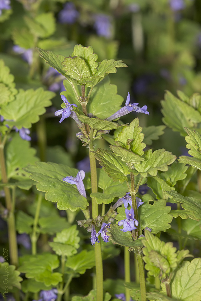 Изображение особи Glechoma hederacea.