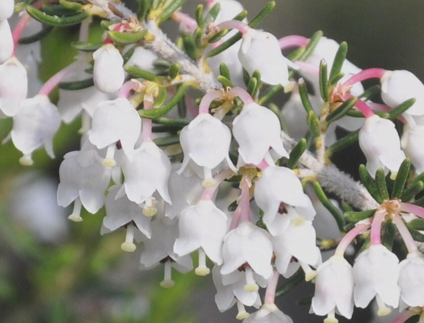 Image of Erica arborea specimen.