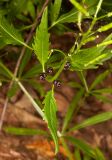 Cardamine bulbifera