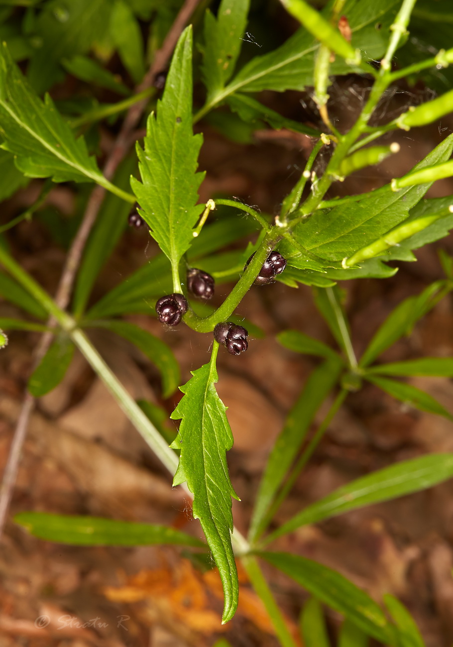 Image of Cardamine bulbifera specimen.