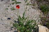 Papaver laevigatum. Цветущее и плодоносящее растение на ракушечном пляже. Крым, Арабатская стрелка, окр. с. Соляное, на берегу южного плеса зал. Восточный Сиваш. 30.05.2017.