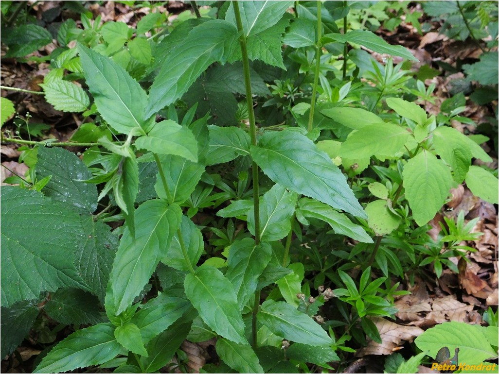 Image of Epilobium montanum specimen.