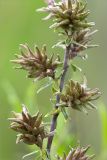 Salix rosmarinifolia. Часть веточки с соплодиями. Ленинградская обл., Гатчинский р-н, окр. пос. Пудость, разнотравный луг на месте заброшенного травертинового карьера. 11.06.2017.