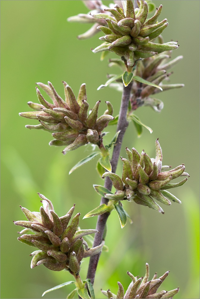 Image of Salix rosmarinifolia specimen.