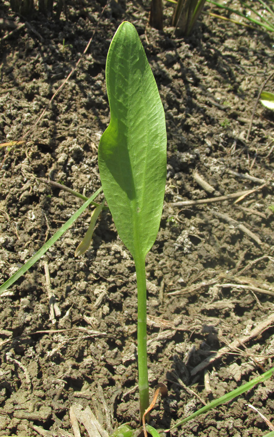 Image of Alisma lanceolatum specimen.