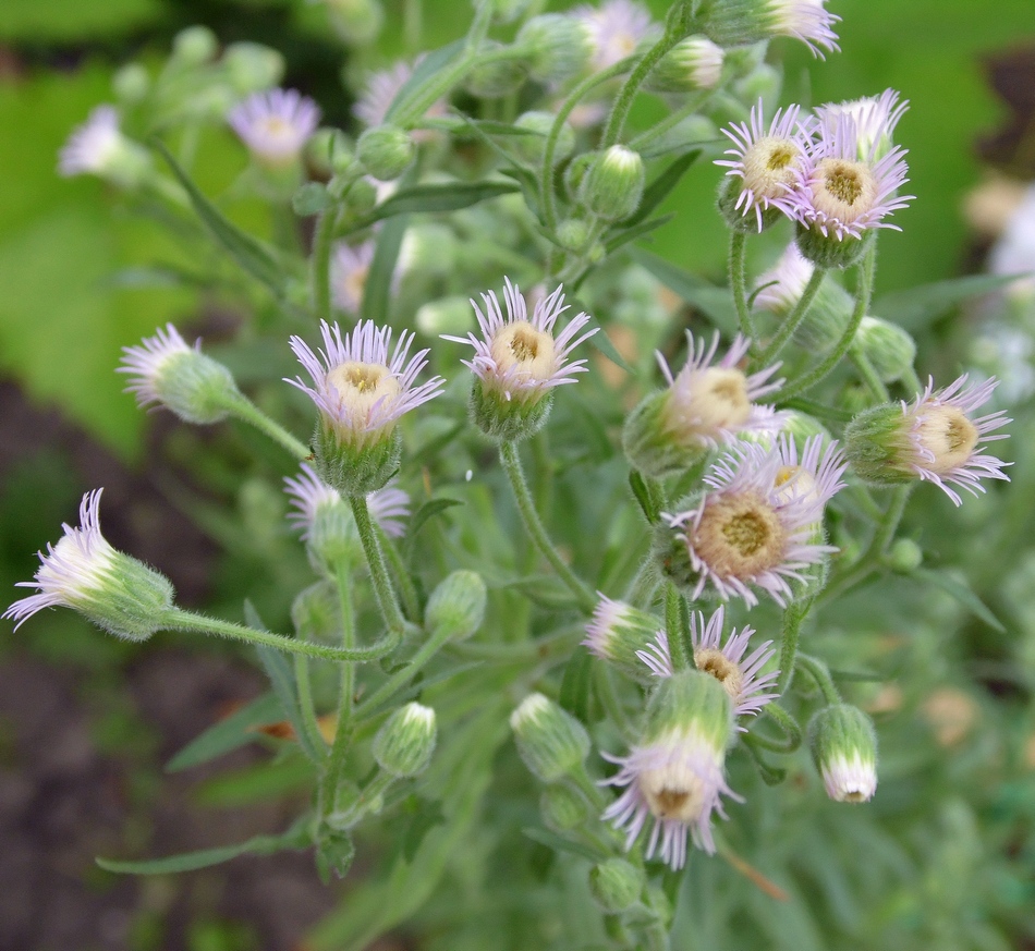 Изображение особи Erigeron acris.