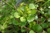 Chrysosplenium woroschilovii