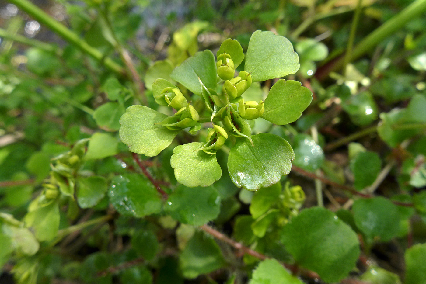 Image of Chrysosplenium woroschilovii specimen.