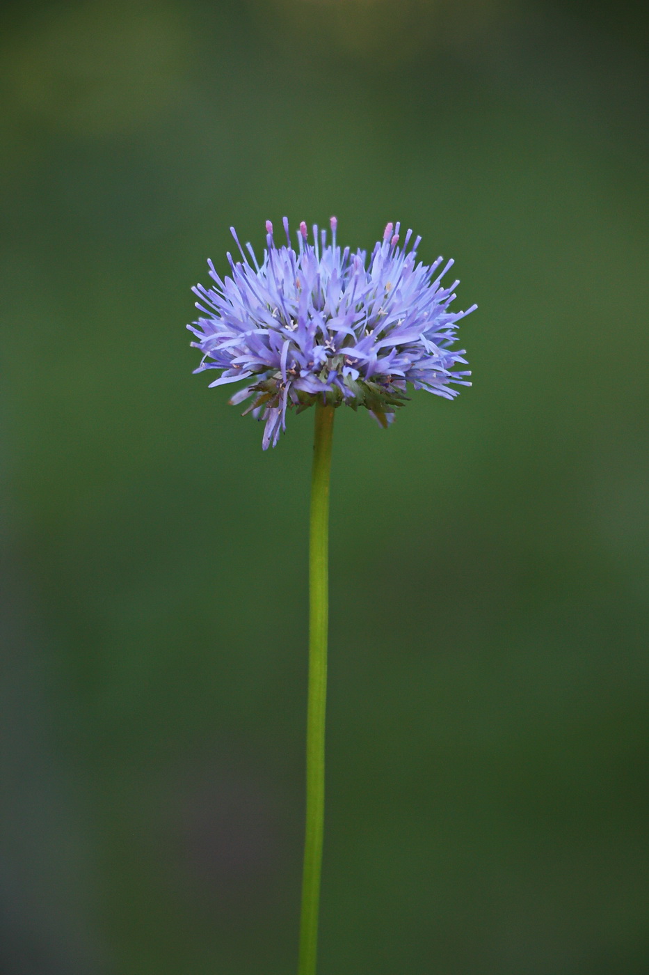 Image of Jasione montana specimen.