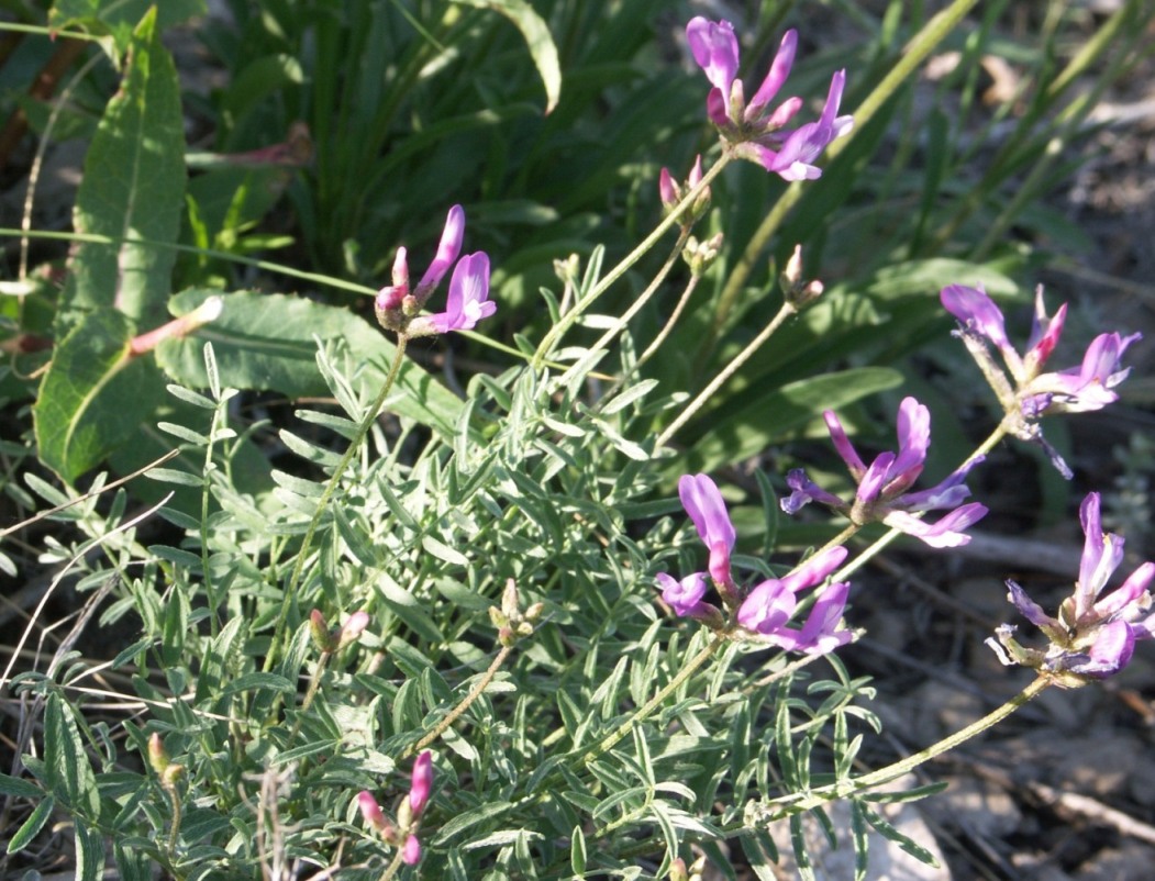 Изображение особи Astragalus karelinianus.