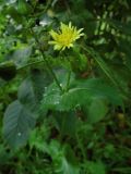 Sonchus oleraceus