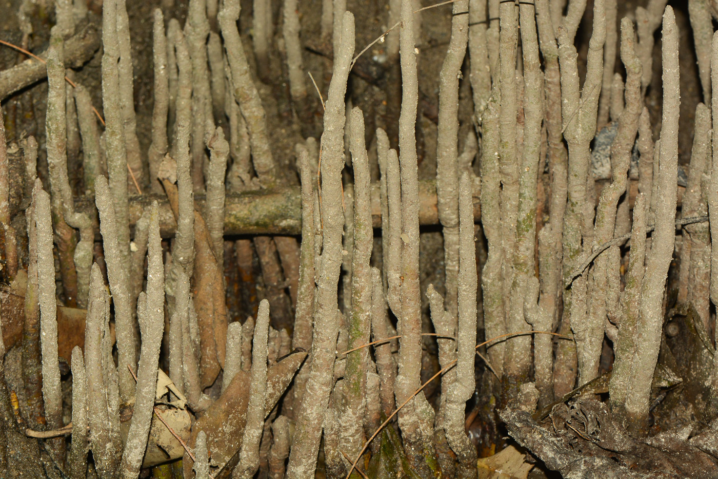 Image of genus Rhizophora specimen.