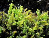 Cratoneuron filicinum