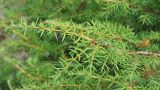 Juniperus communis
