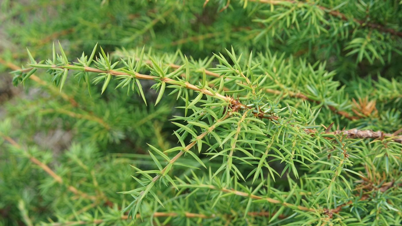 Изображение особи Juniperus communis.