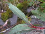 Salix kazbekensis