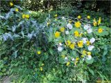 Sonchus arvensis подвид uliginosus. Цветущее и плодоносящее растение, поражённое мучнисторосяным грибом Golovinomyces sonchicola. Украина, Ивано-Франковская обл., Болеховский горсовет, Поляницкий сельсовет, Поляницкий региональный ландшафтный парк, ур. Скалы, обочина лесной дороги. 08.09.2017.