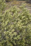 Struthiola striata