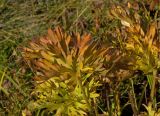 Anemonastrum biarmiense