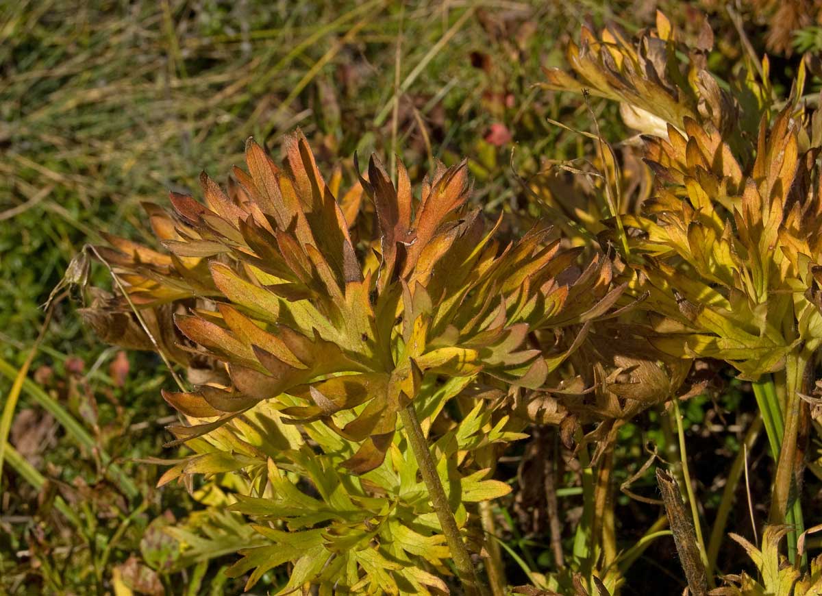 Image of Anemonastrum biarmiense specimen.