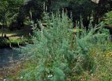 Myricaria bracteata. Плодоносящее растение. Таджикистан, Фанские горы, долина р. Чапдара, ≈ 2500 м н.у.м., берег реки. 03.08.2017.