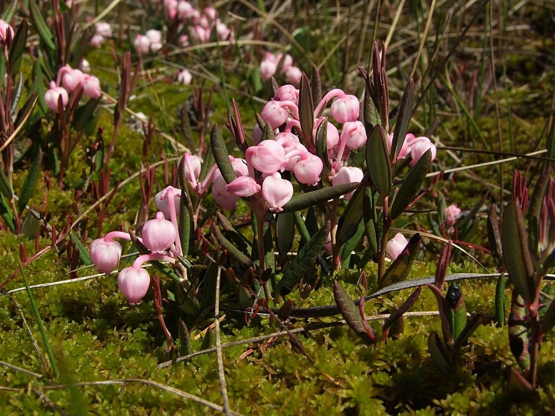 Изображение особи Andromeda polifolia.