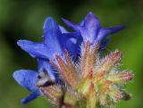 Image of taxon representative. Author is Тамара Риб