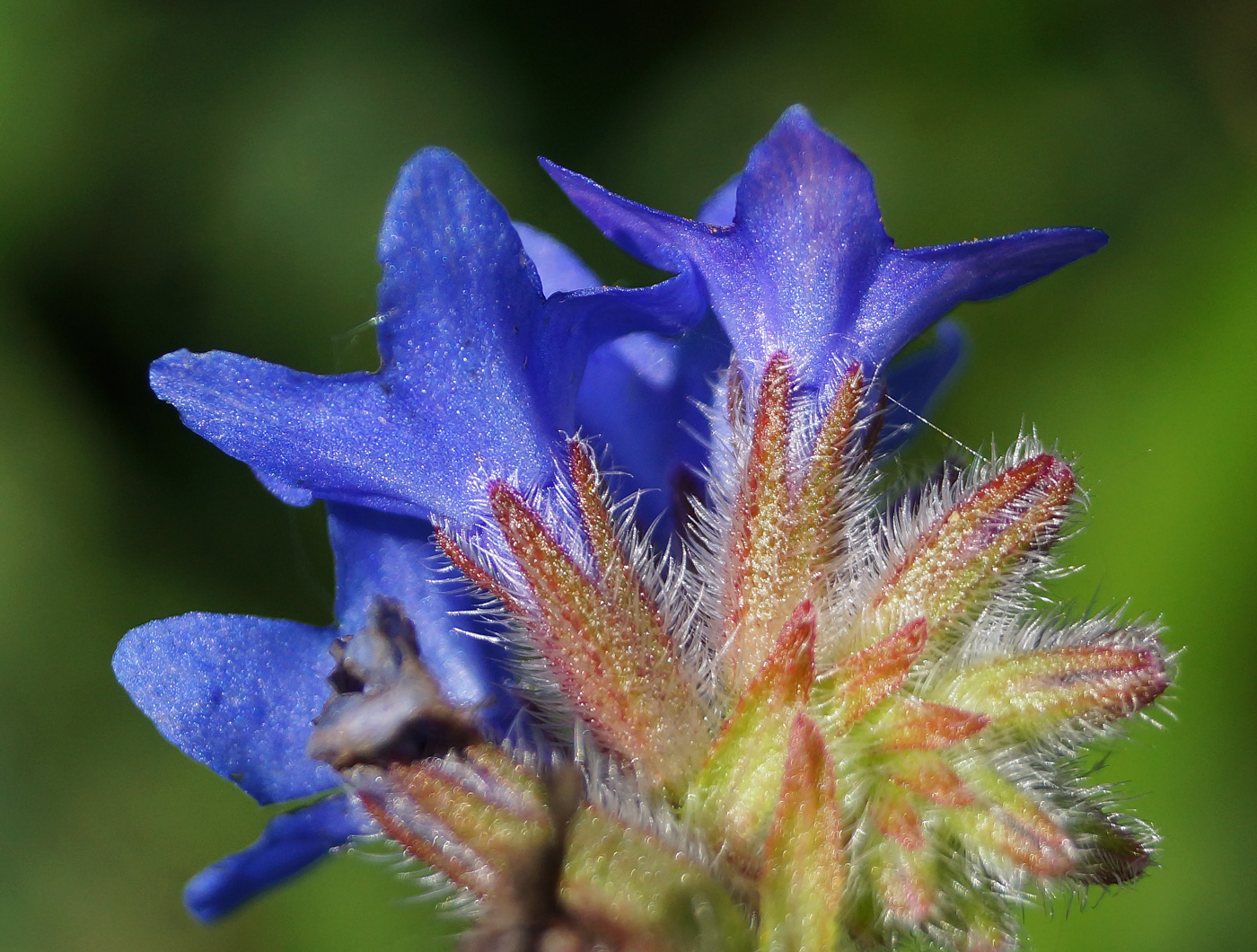 Изображение особи Anchusa officinalis.