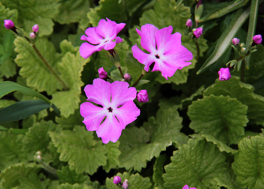 Изображение особи Primula sieboldii.