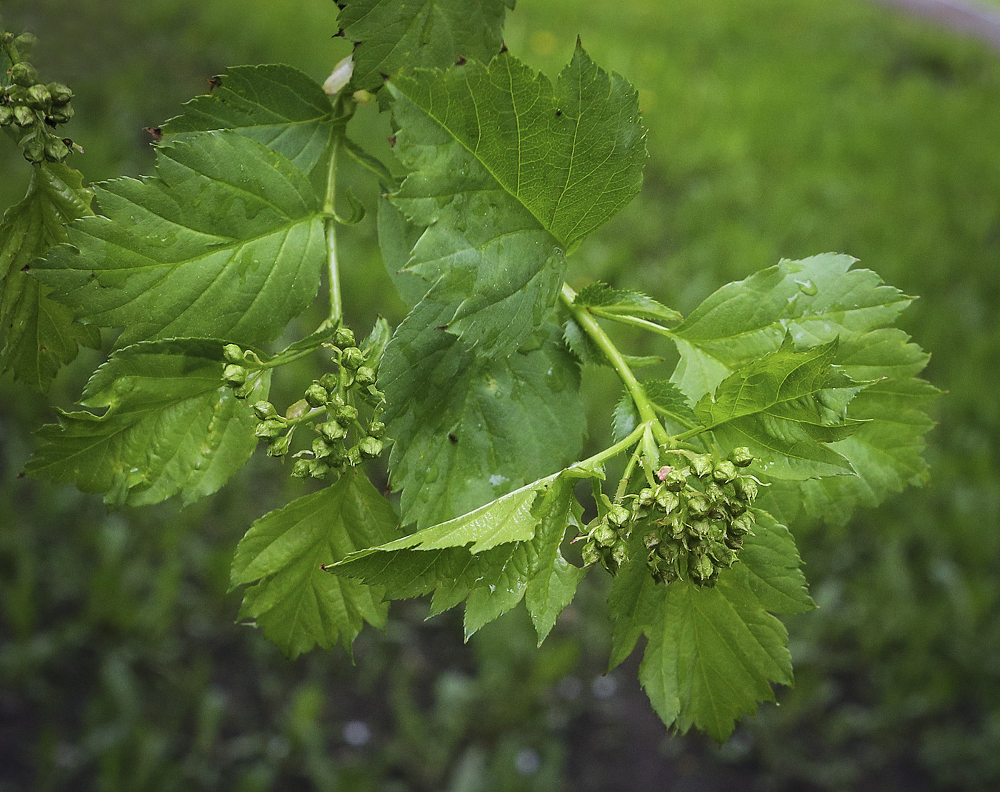 Image of Crataegus sanguinea specimen.