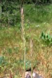 Vulpia ciliata. Соцветия. Крым, Байдарская долина. 7 мая 2010 г.