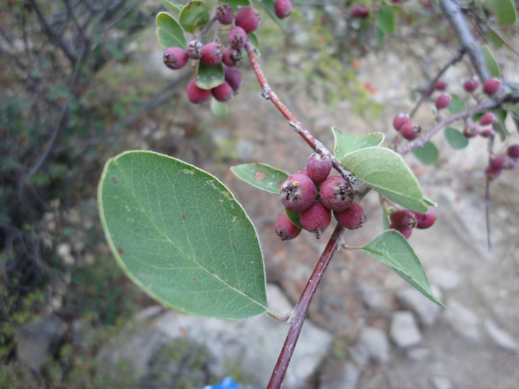 Изображение особи род Cotoneaster.