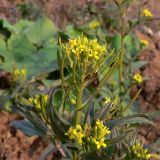 Erysimum cheiranthoides